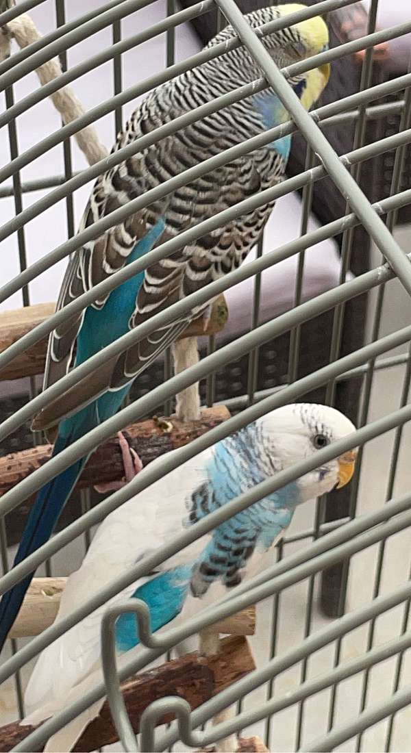 parakeet-for-sale-in-nevada