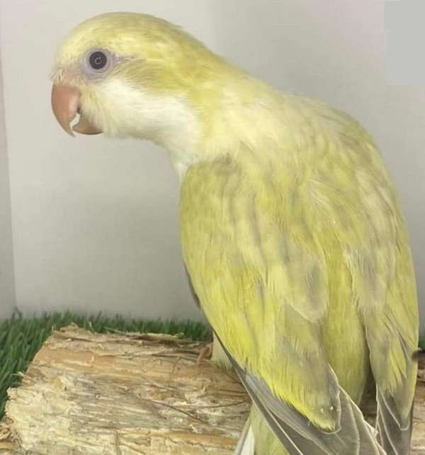 quaker-parrots-for-sale-in-weirsdale-fl