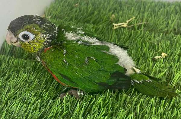conure-for-sale-in-weirsdale-fl