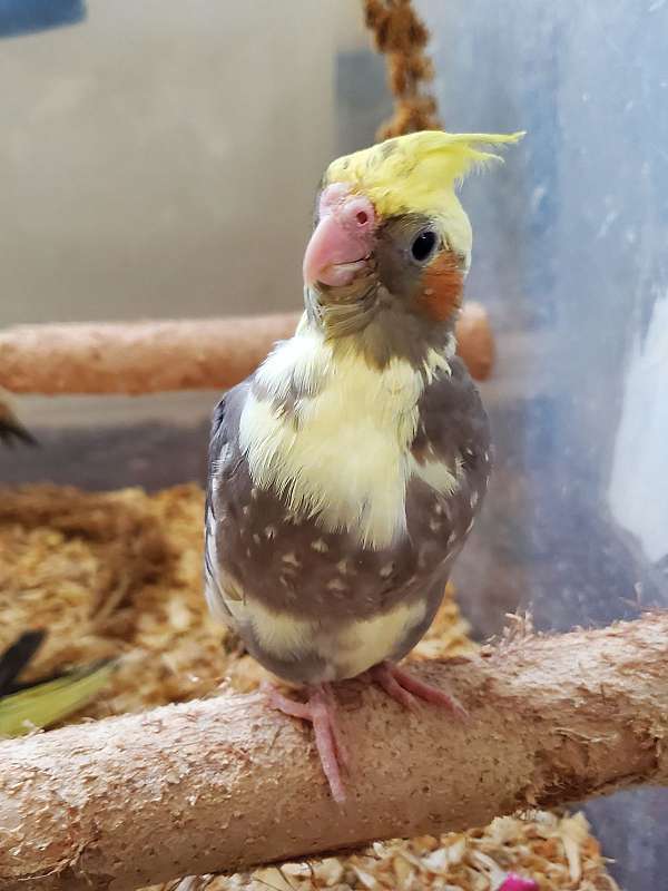 cockatiel-for-sale-in-weirsdale-fl