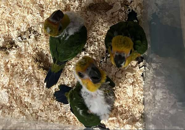 conure-for-sale-in-los-angeles-ca