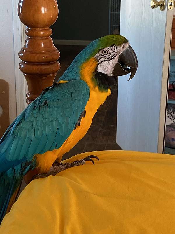 Photo inspiration: Blue And Gold Macaw Photo Inspiration