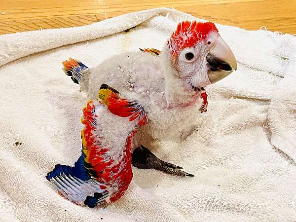 scarlet-macaw-for-sale-in-slaughter-la