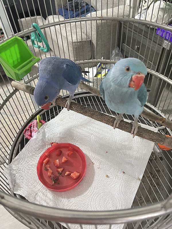 bird-parrot-for-sale-in-riverview-fl