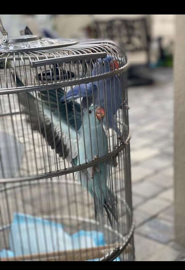 baby-bird-for-sale-in-riverview-fl