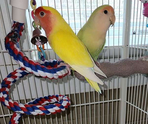 lovebird-for-sale-in-chestertown-md