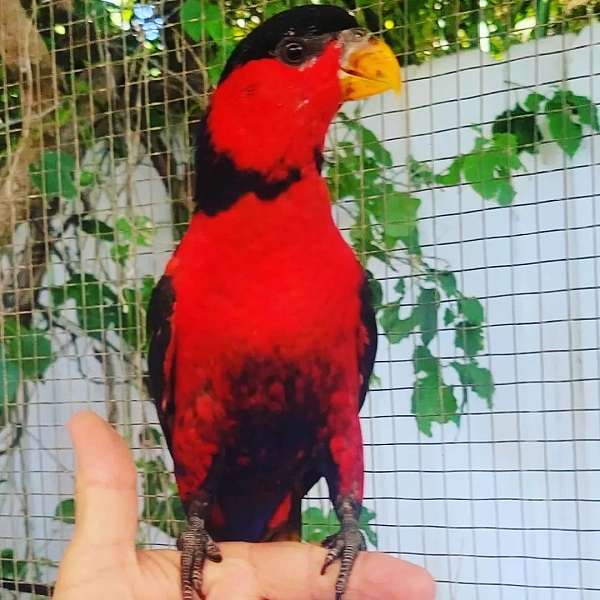 lory-for-sale