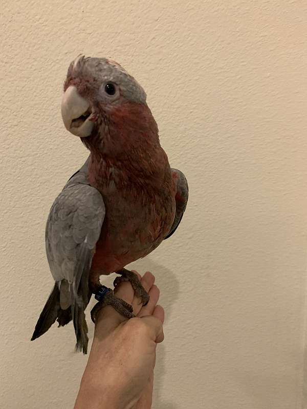 rose-breasted-cockatoo-for-sale