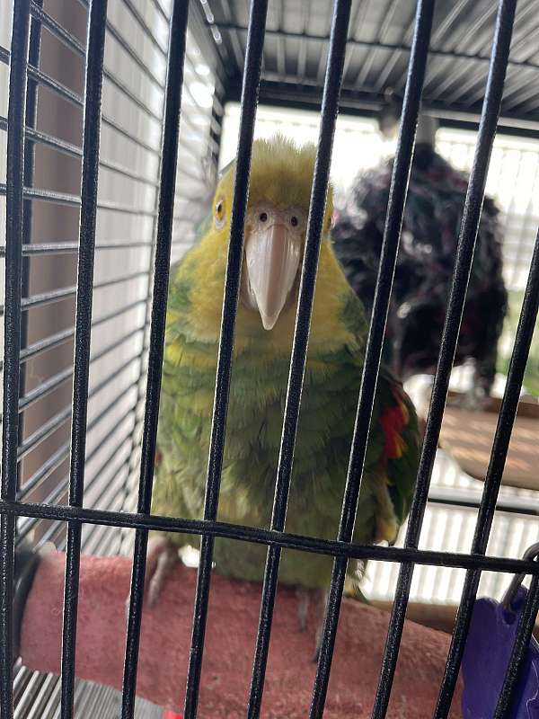 amazon-parrot-for-sale-in-bunker-hill-wv