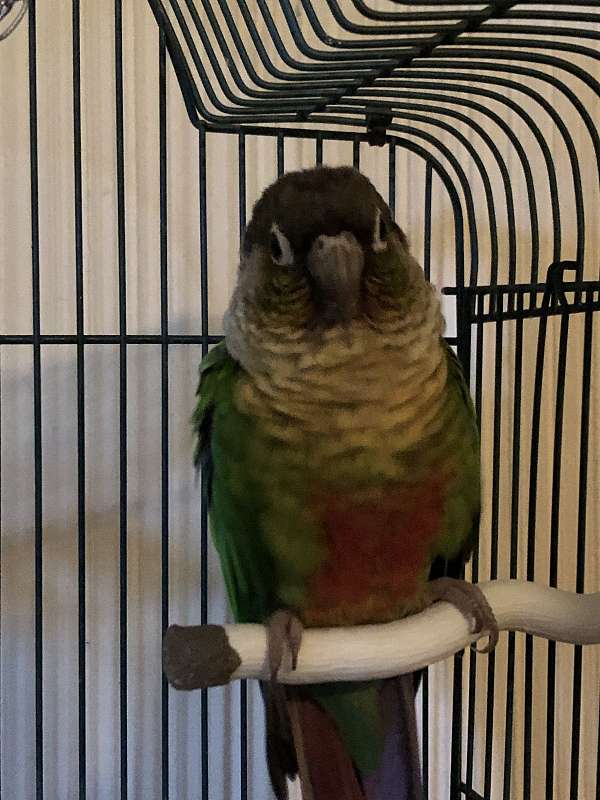 conure-for-sale-in-laporte-tx