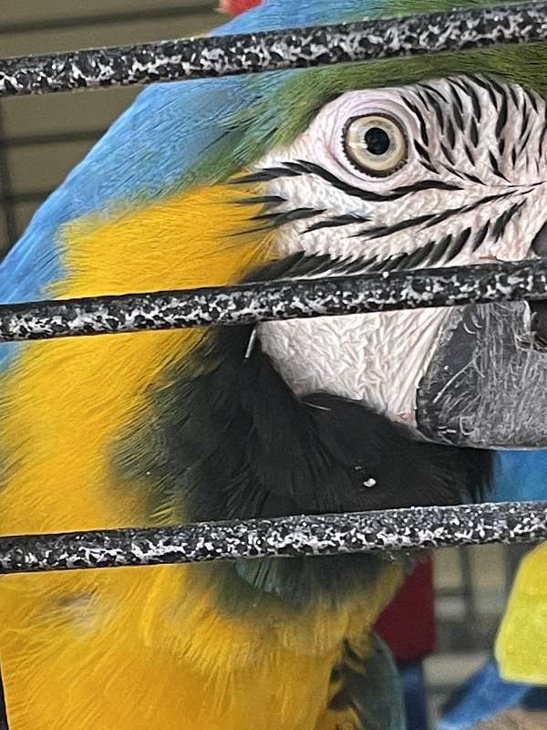 blue-gold-macaw-for-sale-in-douglasville-ga