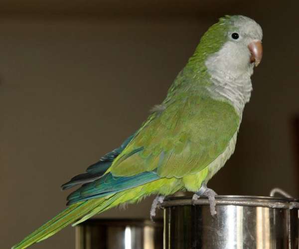 quaker-parrots-for-sale-in-hurricane-ut