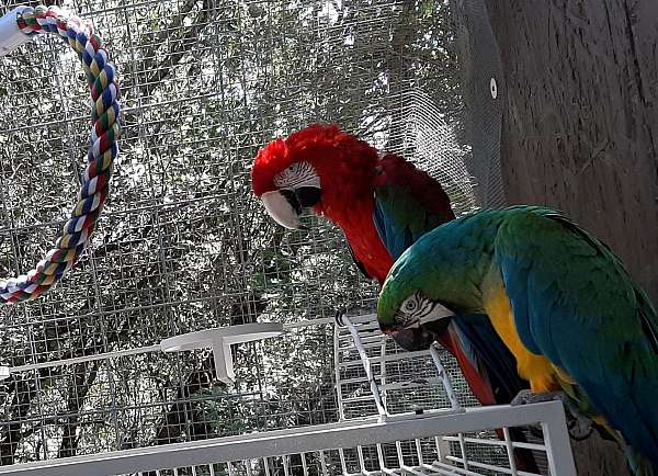 blue-macaw-for-sale