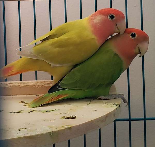 Dilute Opaline Peach Faced Lovebirds