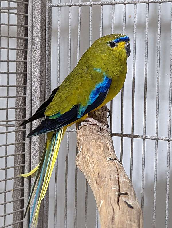 grass-parakeet-for-sale-in-wyoming-ri