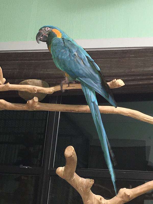macaw-for-sale-in-fairfield-bay-ar