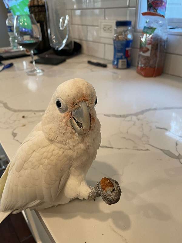 cockatoo-goffin-cockatoo-for-sale-in-roseville-ca