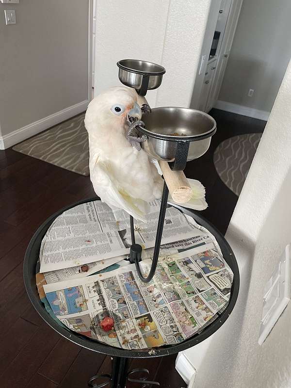 playful-cockatoo-goffin-cockatoo-for-sale