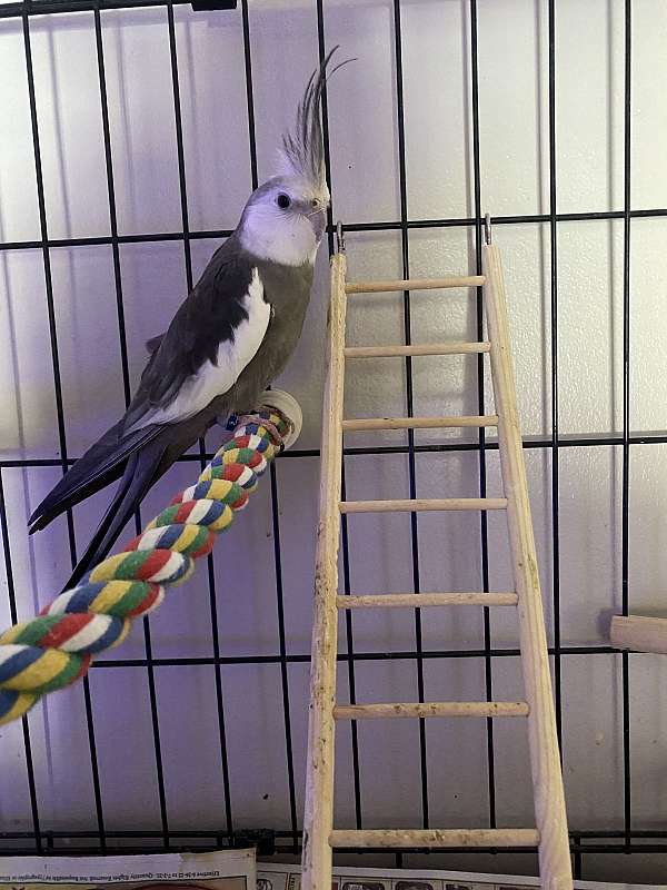 cockatiel-for-sale-in-manchester-nh