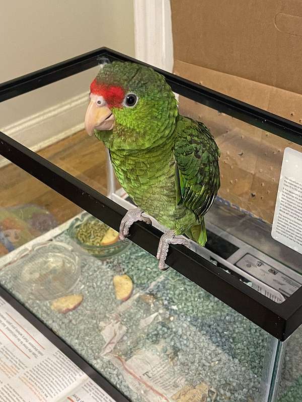 red-lored-amazon-parrot-for-sale-in-new-york