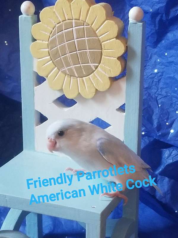 parrotlet-for-sale-in-springfield-or