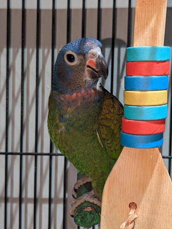 blue-headed-pionus-parrots-for-sale-in-matawan-nj