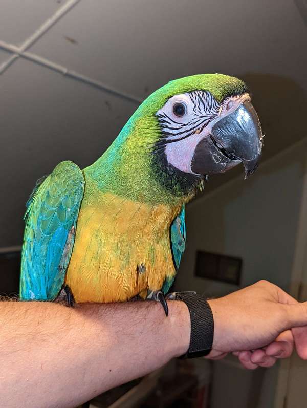 blue-gold-hybrid-macaw-for-sale