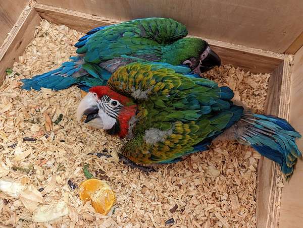 hybrid-macaw-for-sale