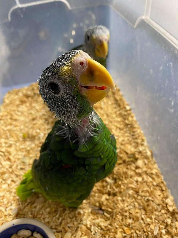 yellow-lored-amazon-parrot-for-sale-in-matawan-nj
