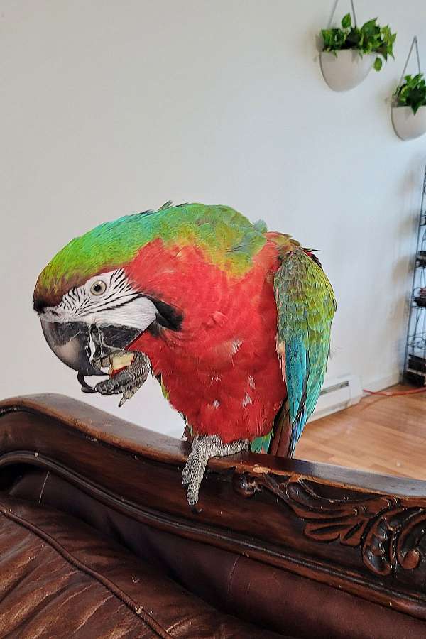 hybrid-macaw-for-sale-in-milford-pa