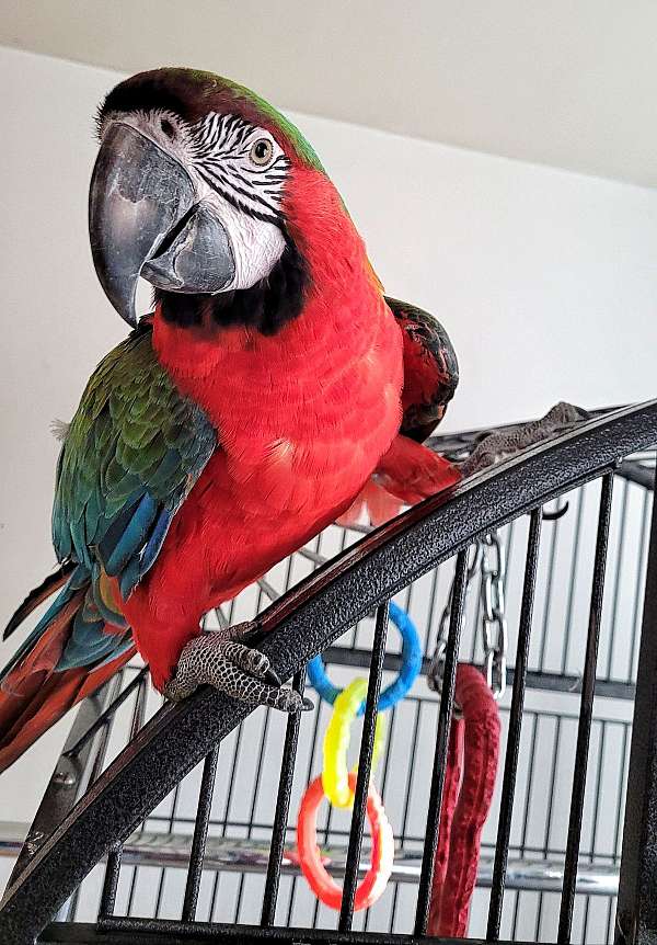 macaw-for-sale-in-milford-pa