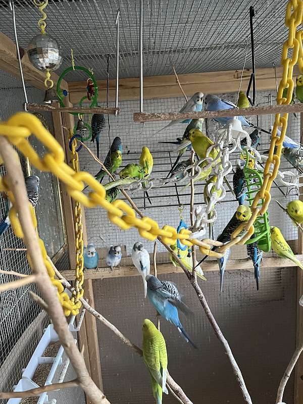bird-parrot-adoption-in-indiana