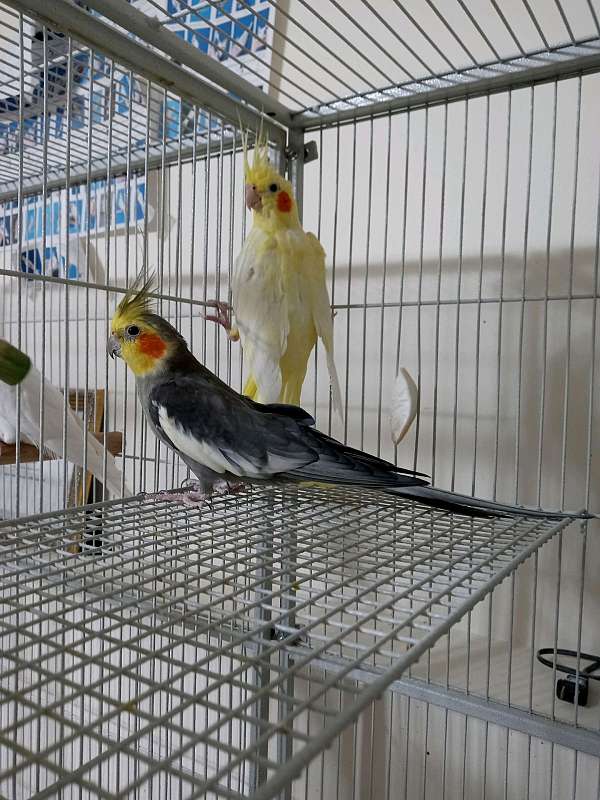 grey-yellow-bird-for-sale-in-blakeslee-pa