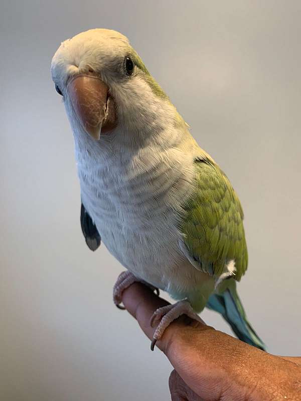 parrot-for-sale-in-collingswood-nj