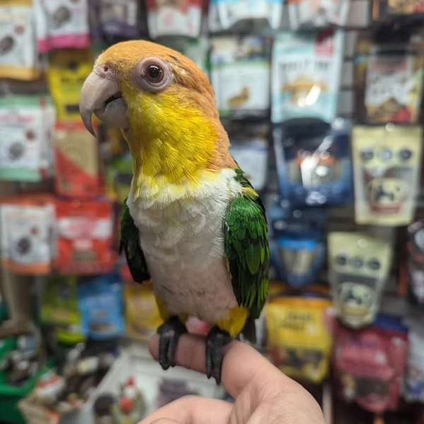 white-bellied-caique-for-sale-in-matawan-nj