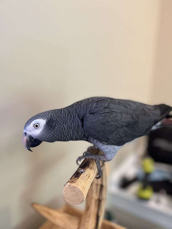 african-grey-parrot-for-sale-in-great-falls-va