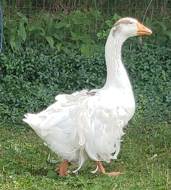 goose-for-sale