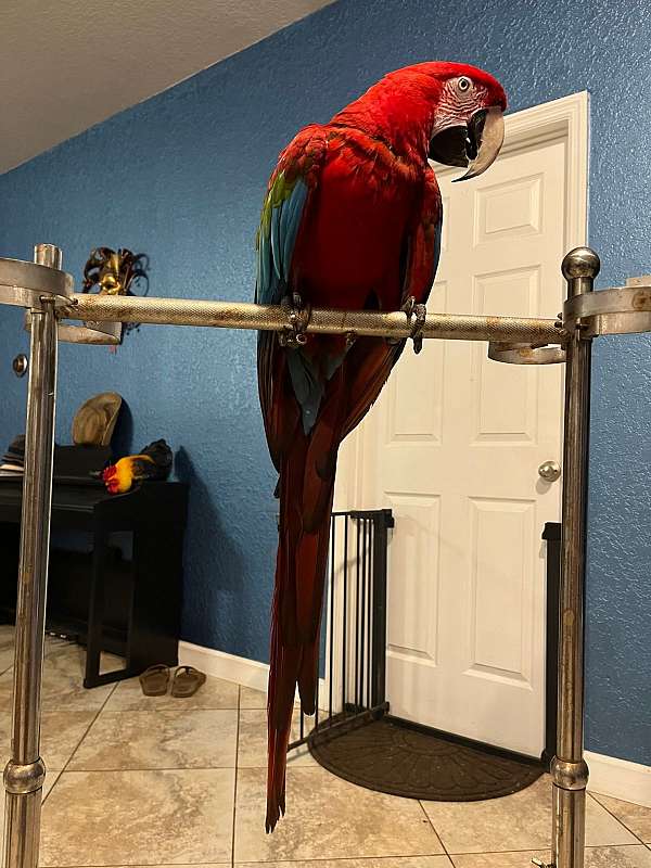 macaw-green-wing-macaw-bird-adoption