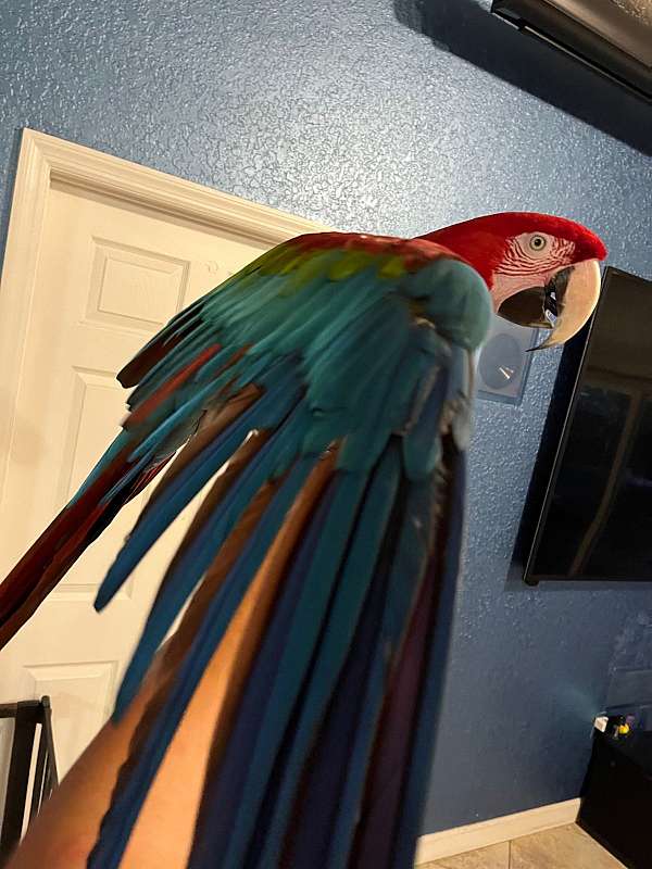 green-wing-macaw-for-sale