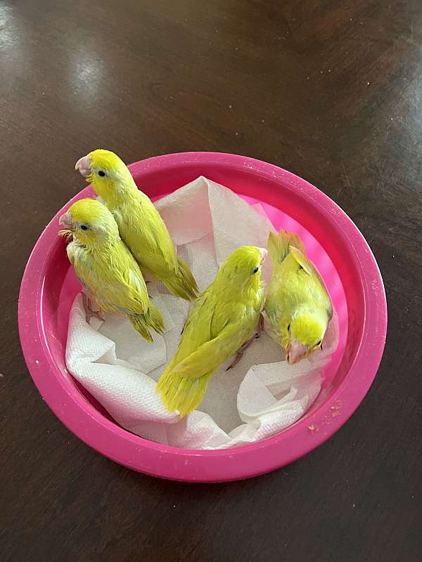 parrotlet-for-sale-in-cleveland-nc