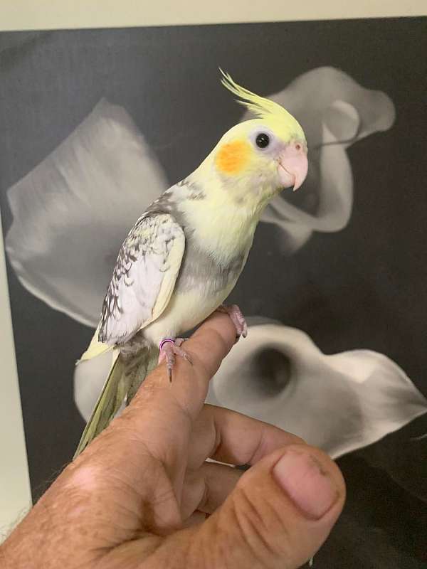 pearl-yellow-bird-for-sale-in-ward-ar