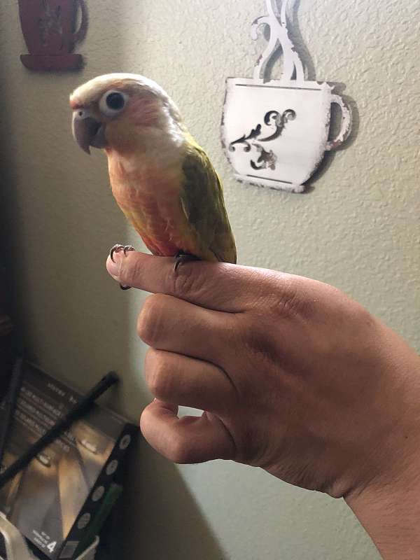 Green Cheek Conure Babies (Tons of colors)