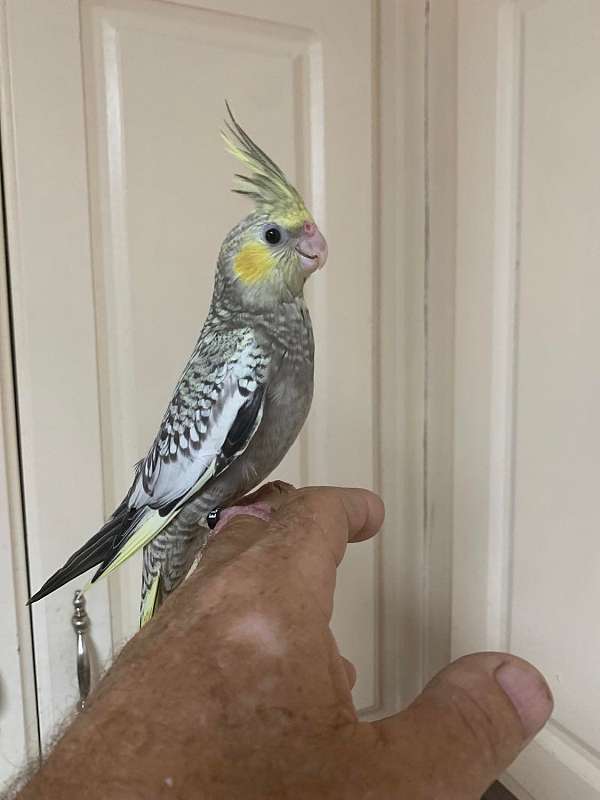 pearl-yellow-pet-bird-for-sale