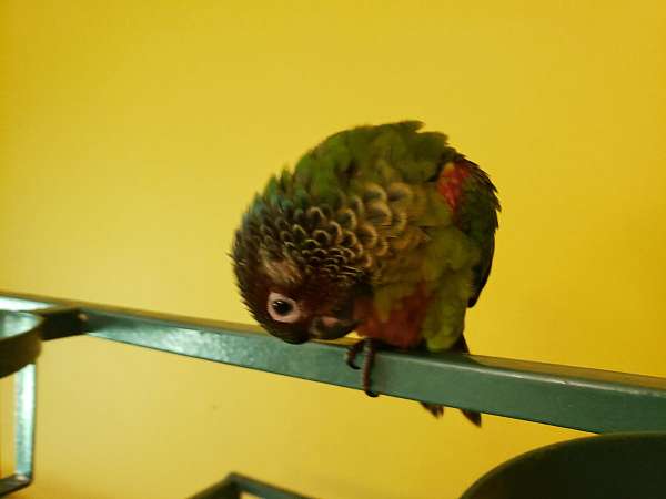 painted-conure-for-sale-in-lansing-mi