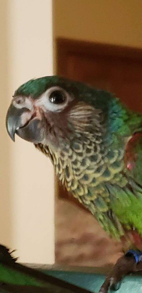 painted-conure-for-sale-in-lansing-mi