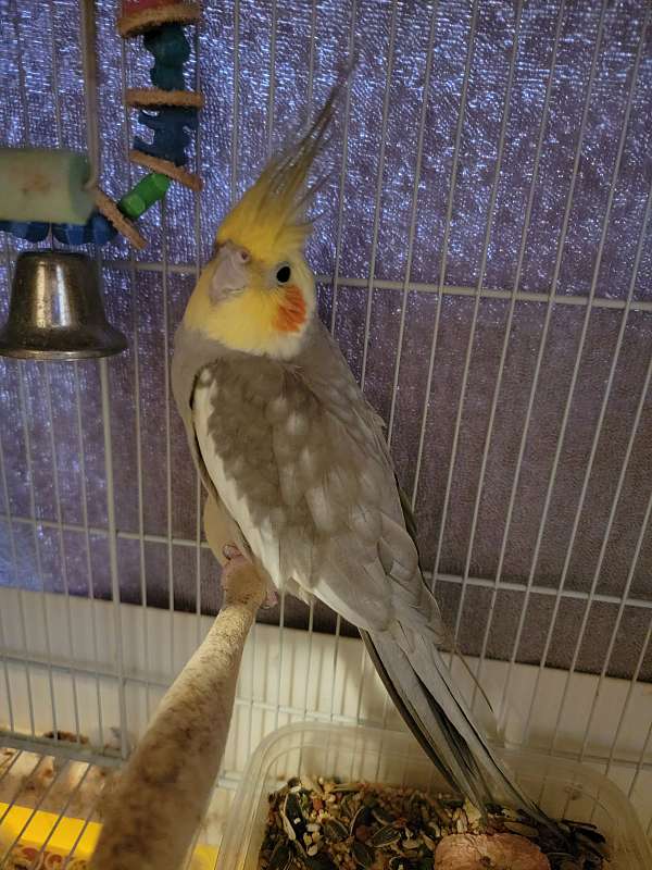 Cockatiel needing good home