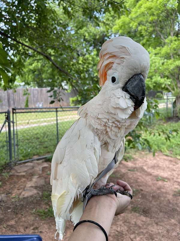 moluccan-cockatoo-for-sale-in-oklahoma