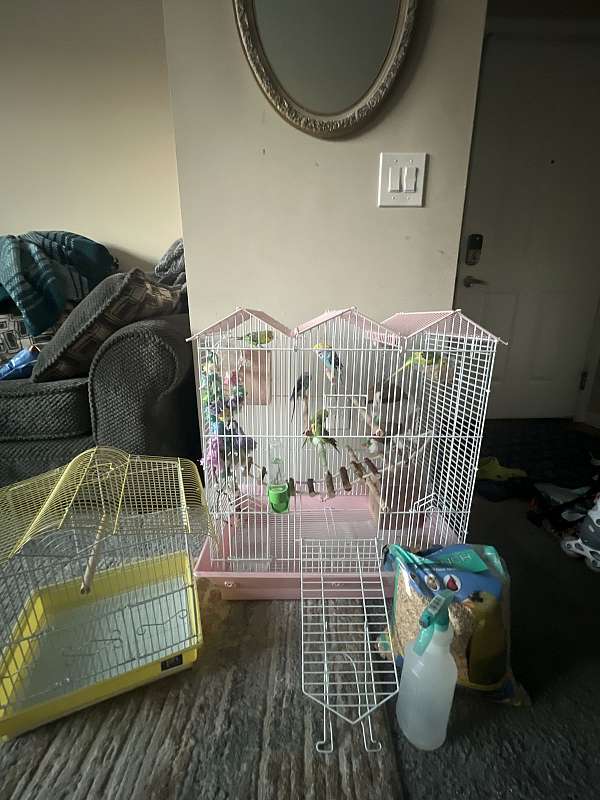 parakeet-for-sale-in-hilliard-oh