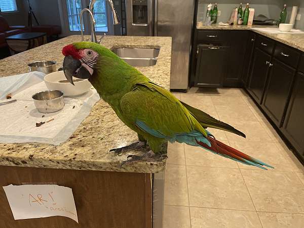 companion-tame-macaw-for-sale
