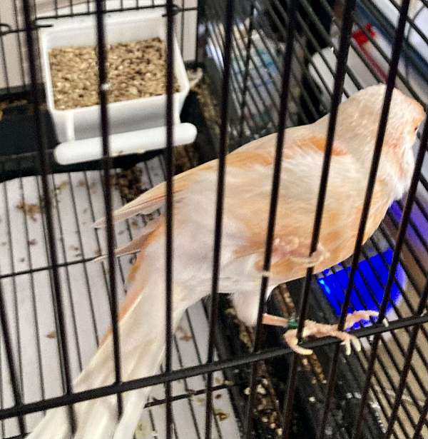 young-bird-for-sale-in-new-bern-nc